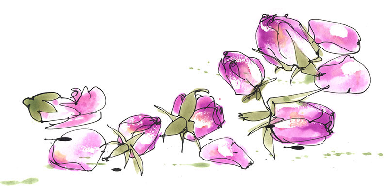 rose earl grey tea, scattered pink rose buds and petals