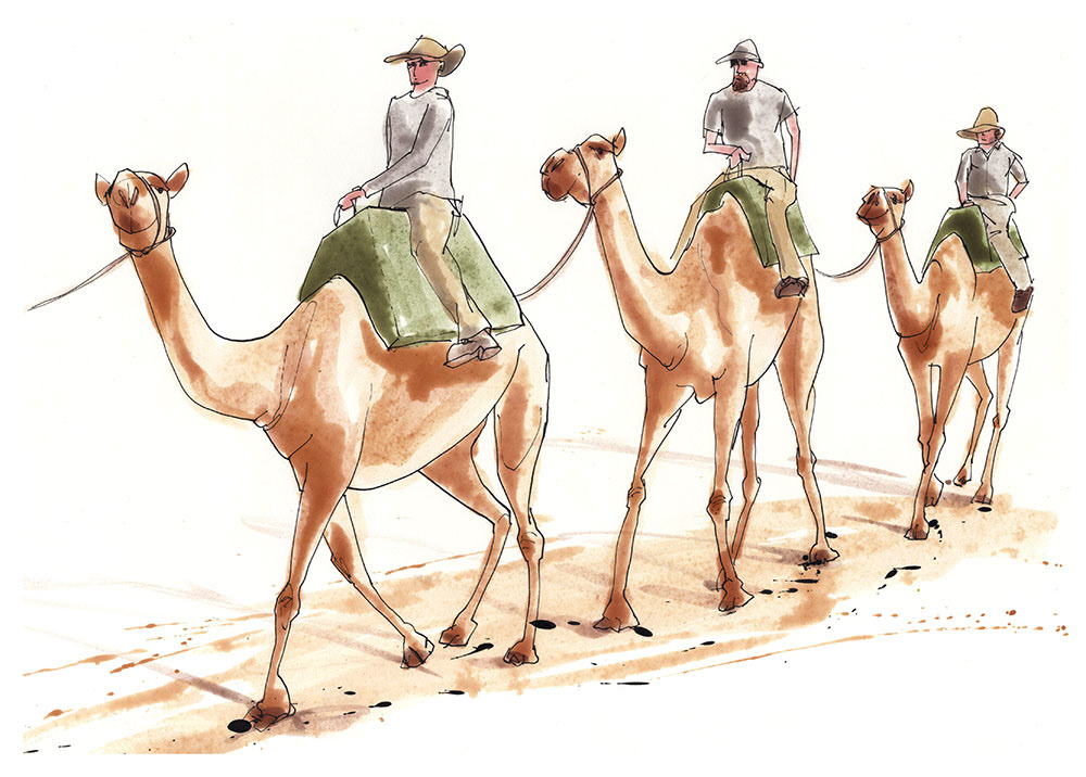 pen and ink illustration of 3 camels with riders