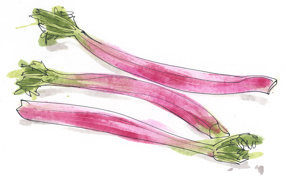 3 sticks of rhubarb illustration