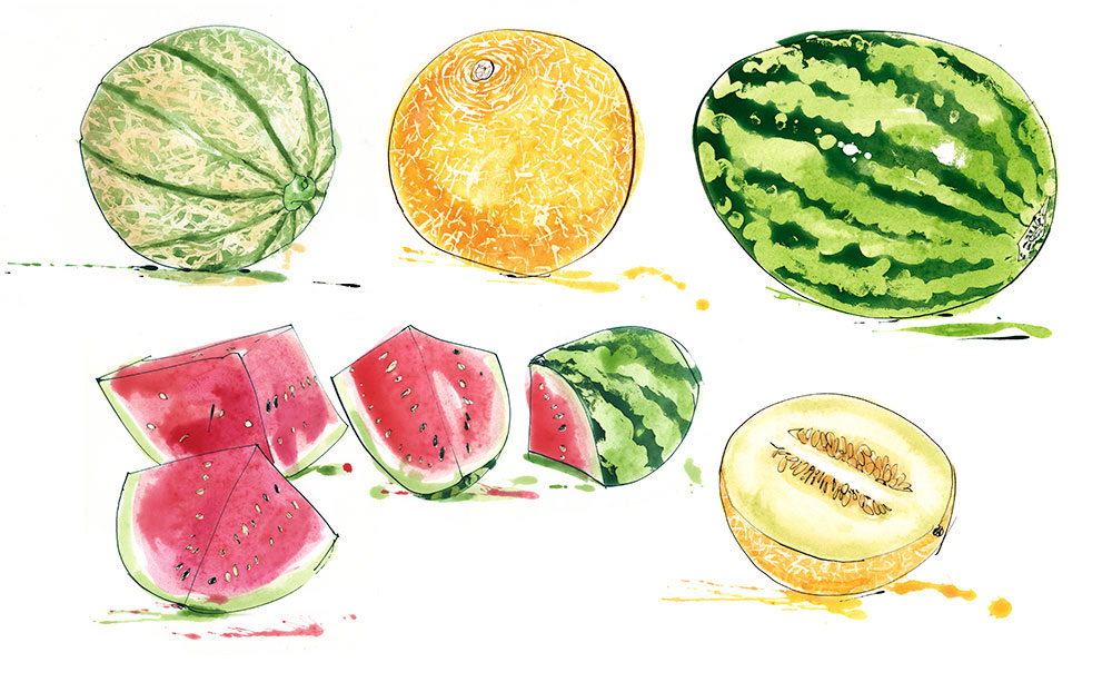 melon varieties, galia, cantaloupe and watermelon illustrated loosely in pen and ink