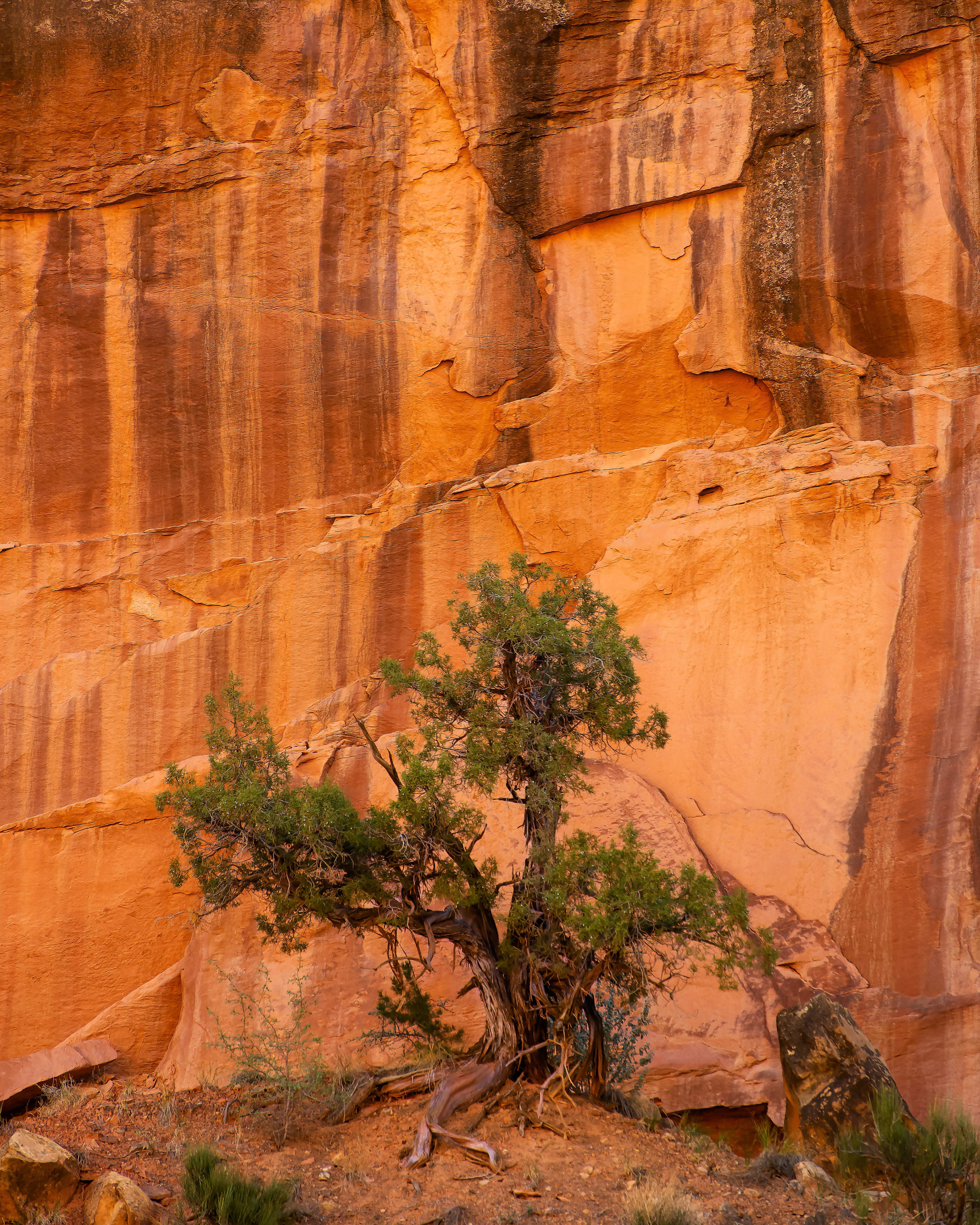 "Survivor" | Capitol Reef National Park