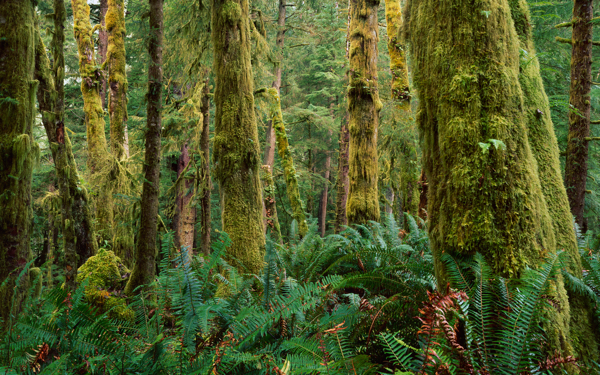 "Lost" | Ecola State Park, Oregon