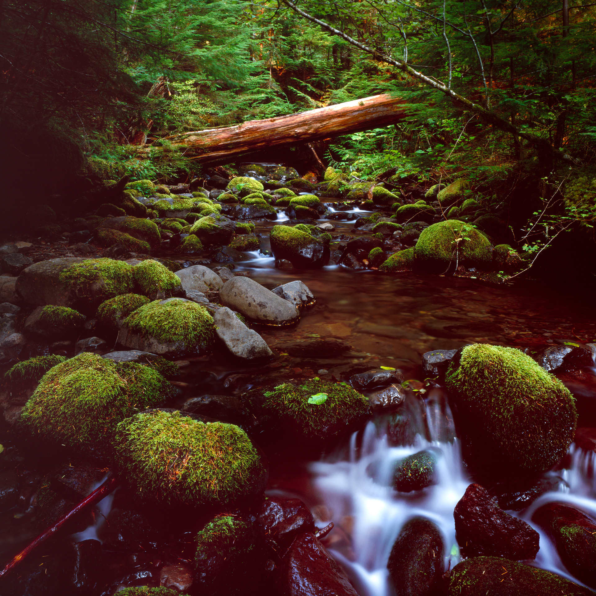 "Fallen" | Gifford Pinchot National Forest