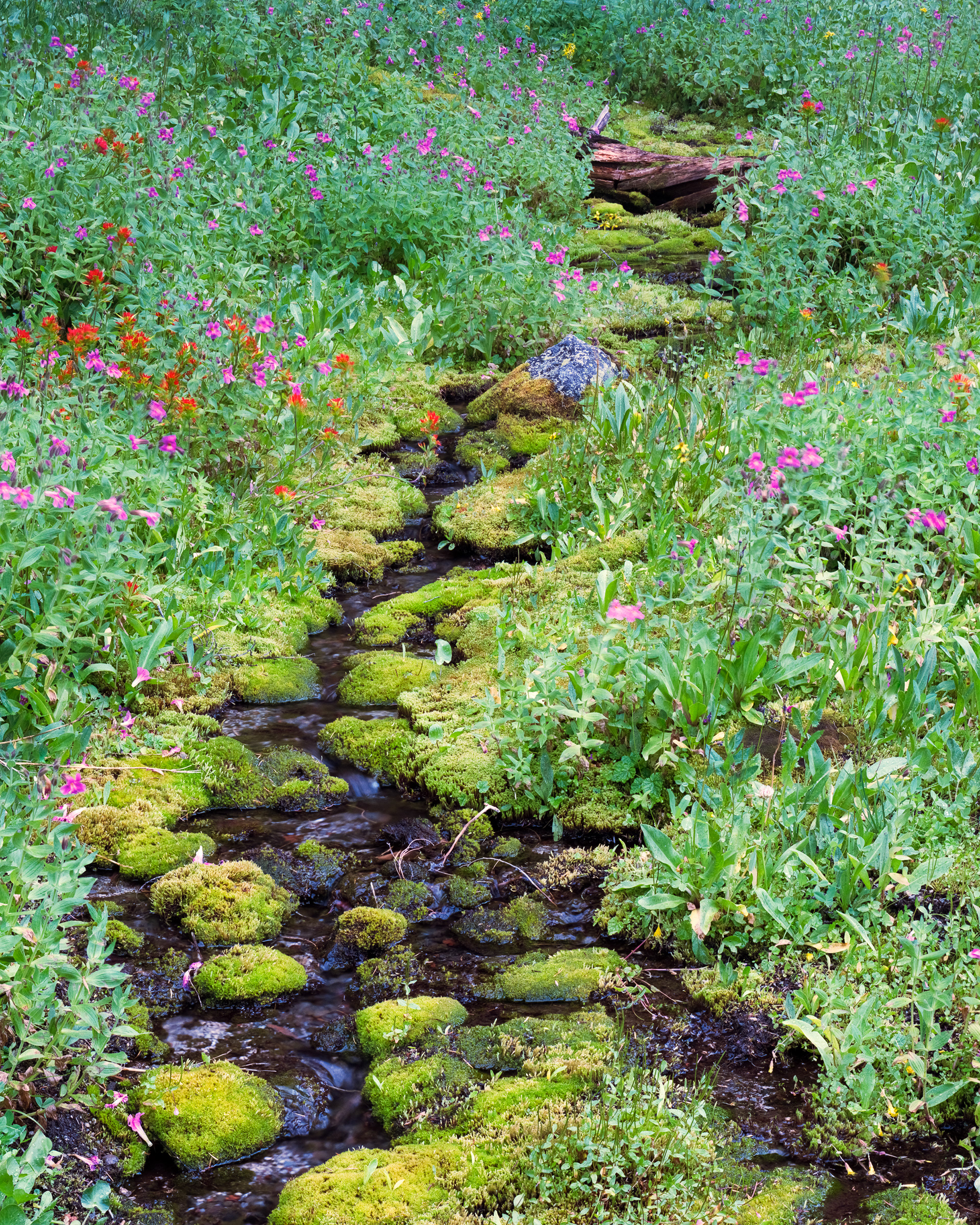 "Living Waters" | Deschutes National Forest