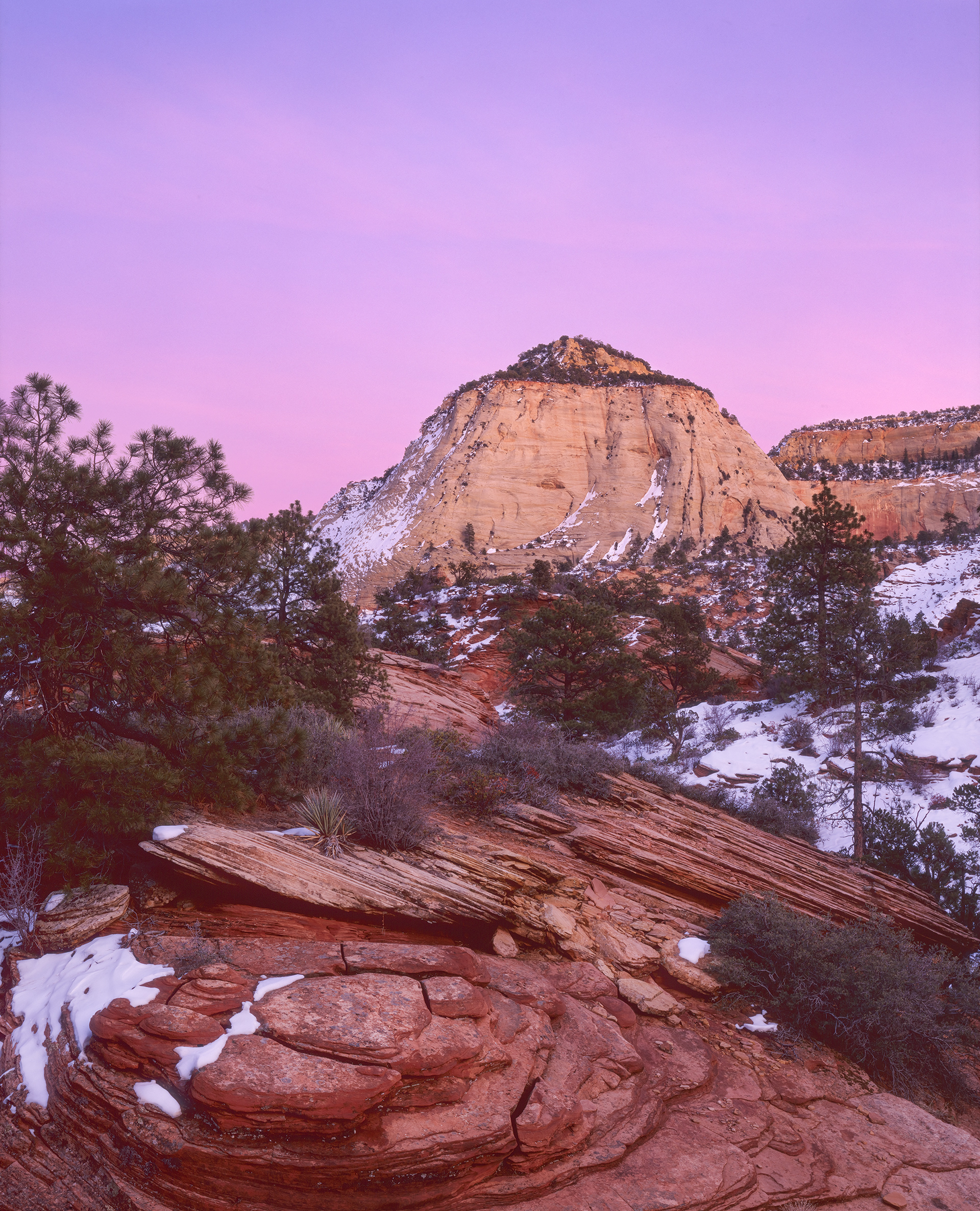 "Peaceful Solitude" | Zion National Park