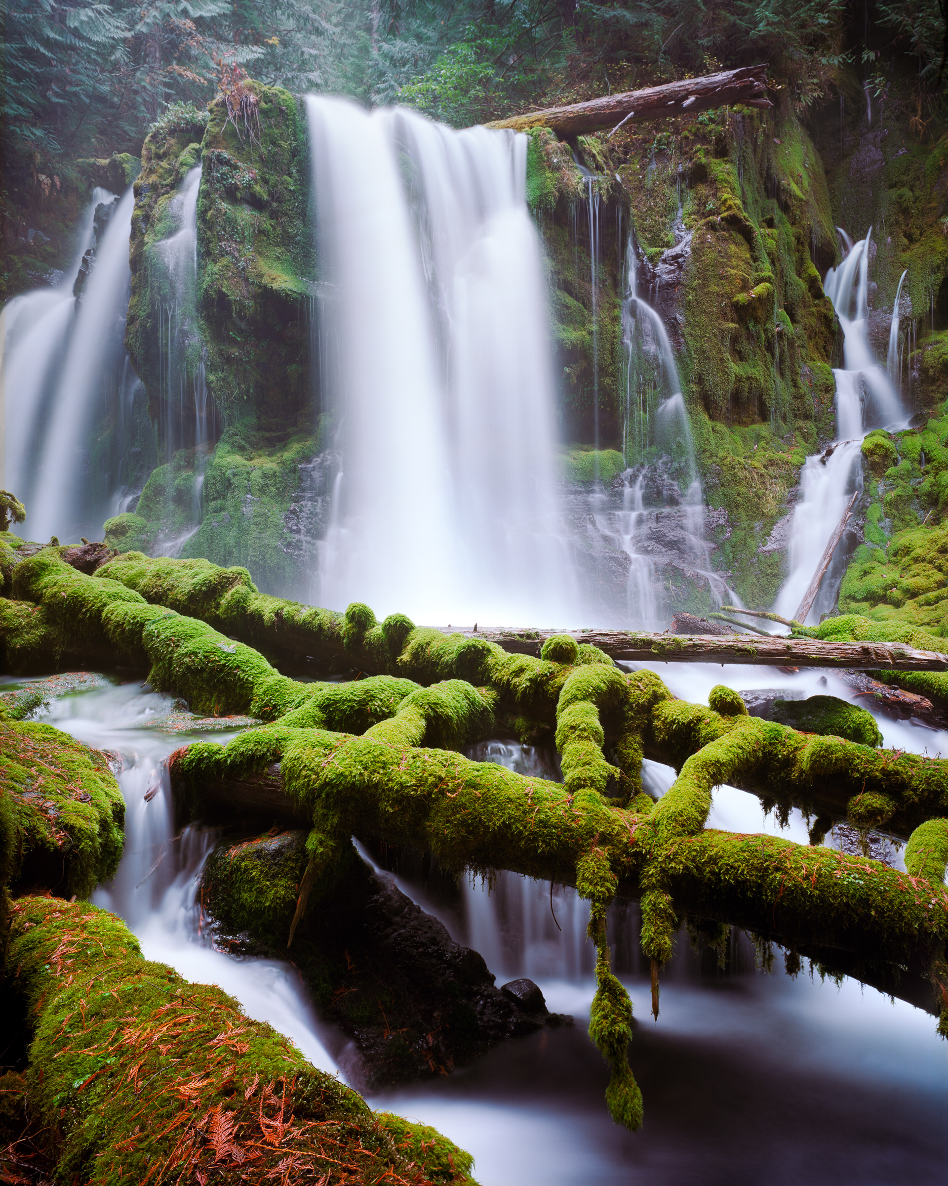 "Cascades" | Willamette National Forest
