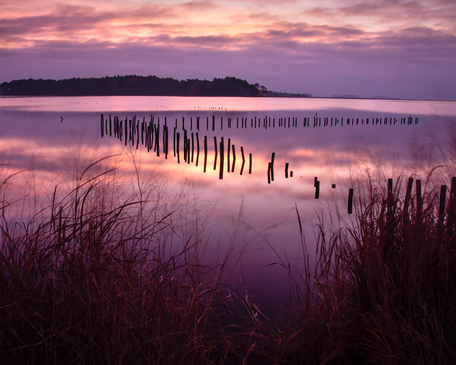 "The Forgotten" | Blackwater National Wildlife Reserve
