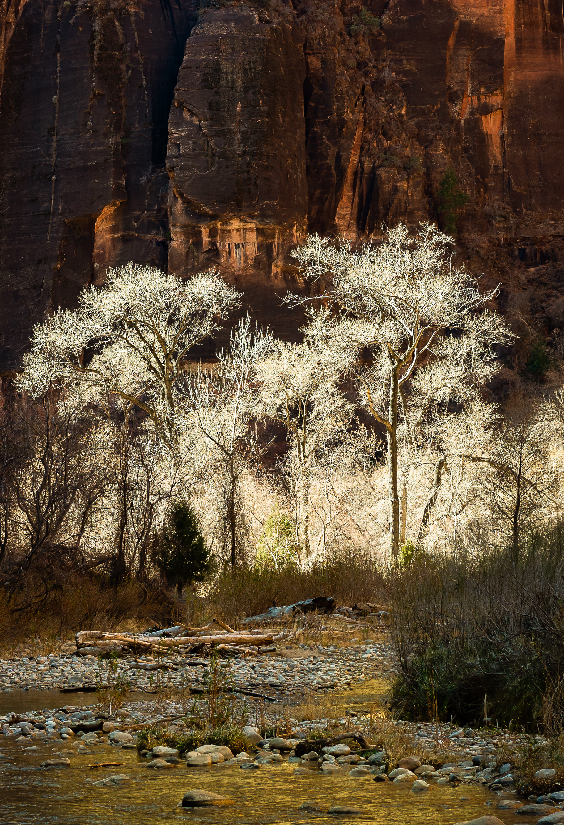 "Under the Spotlight" | Zion National Park