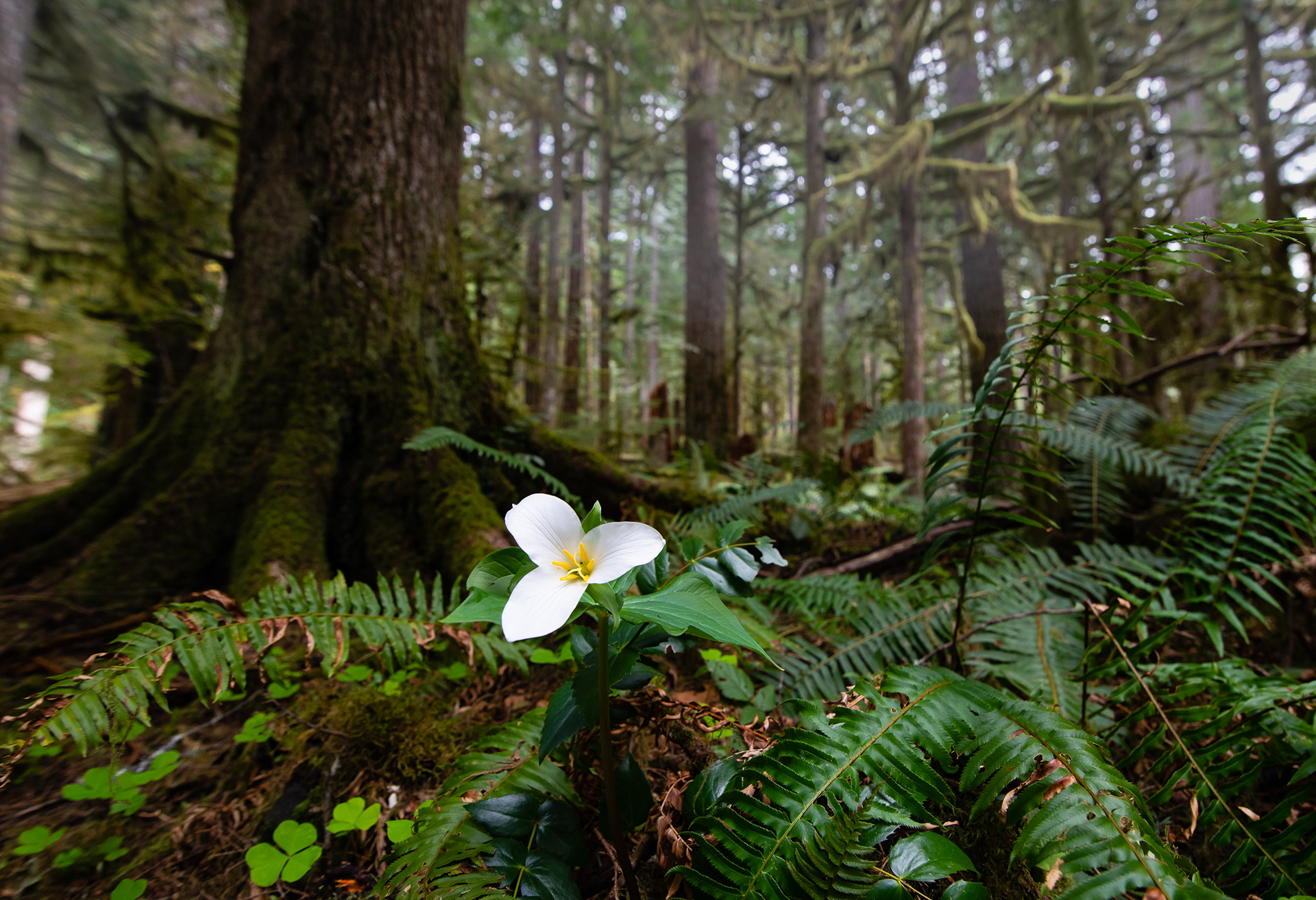 "Trillium" | Mt. Hood National Forest