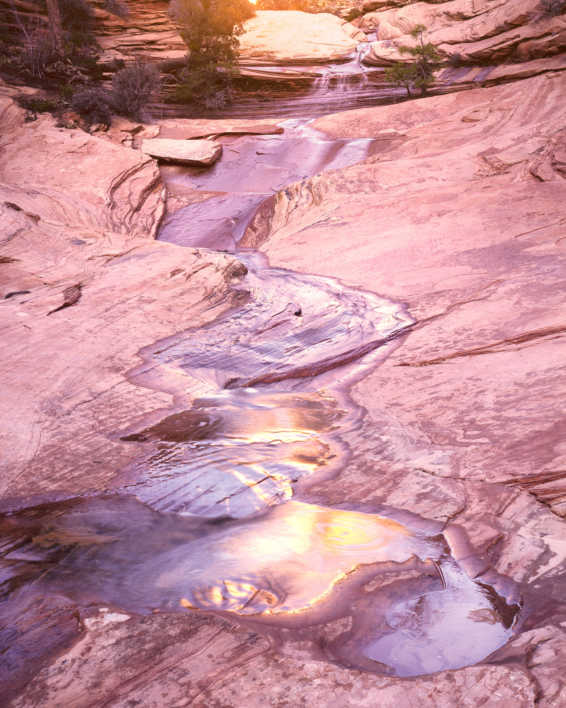 "Glowing Pools" | Zion National Park