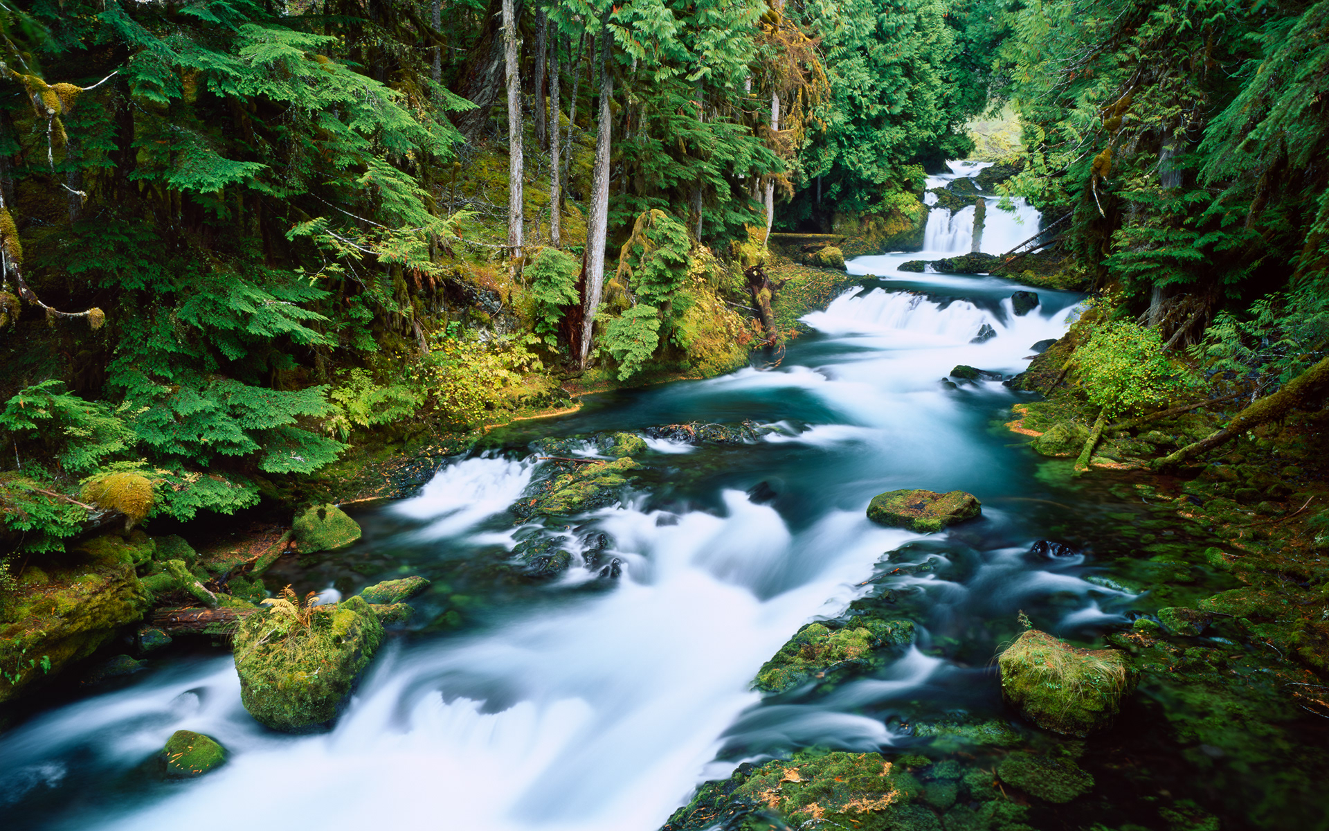 "Forest Rush" | Willamette National Forest