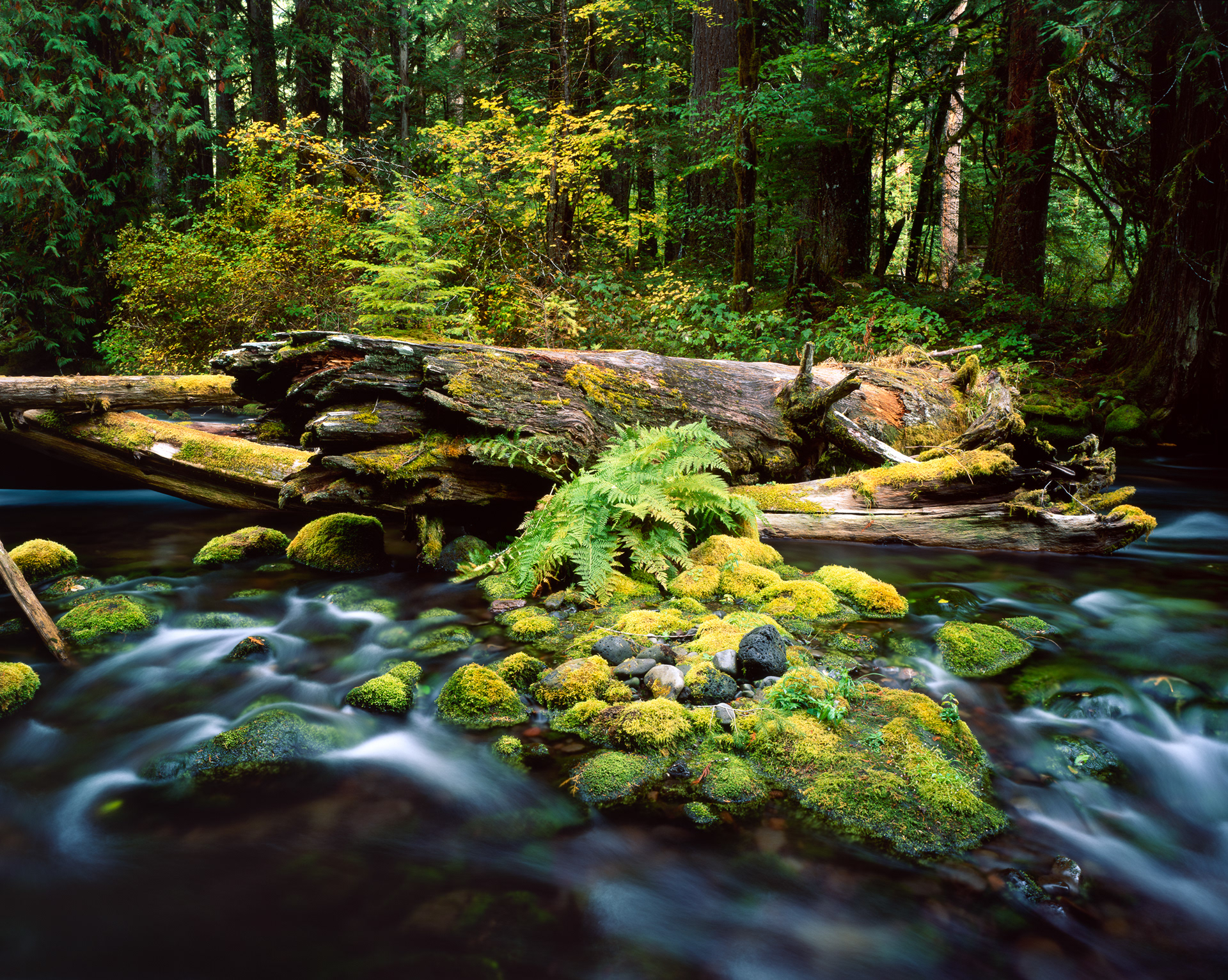 "Gridlock" | Willamette National Forest