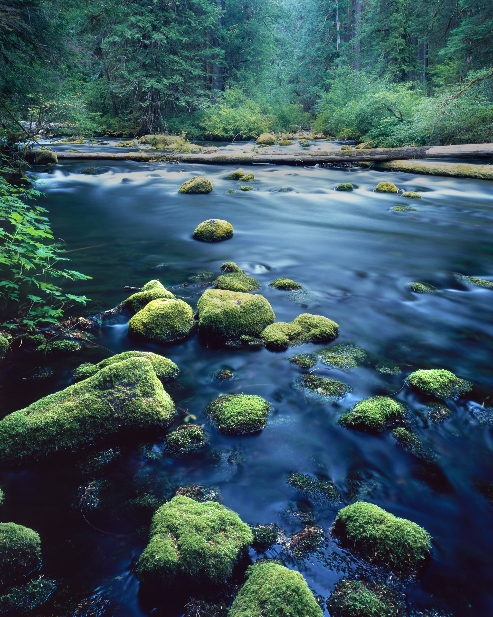 "Crosswalk" | Willamette National Forest