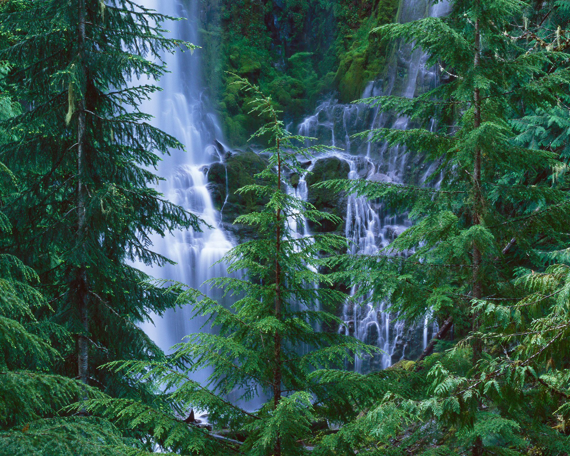 "Hidden Forest Treasure" | Willamette National Forest