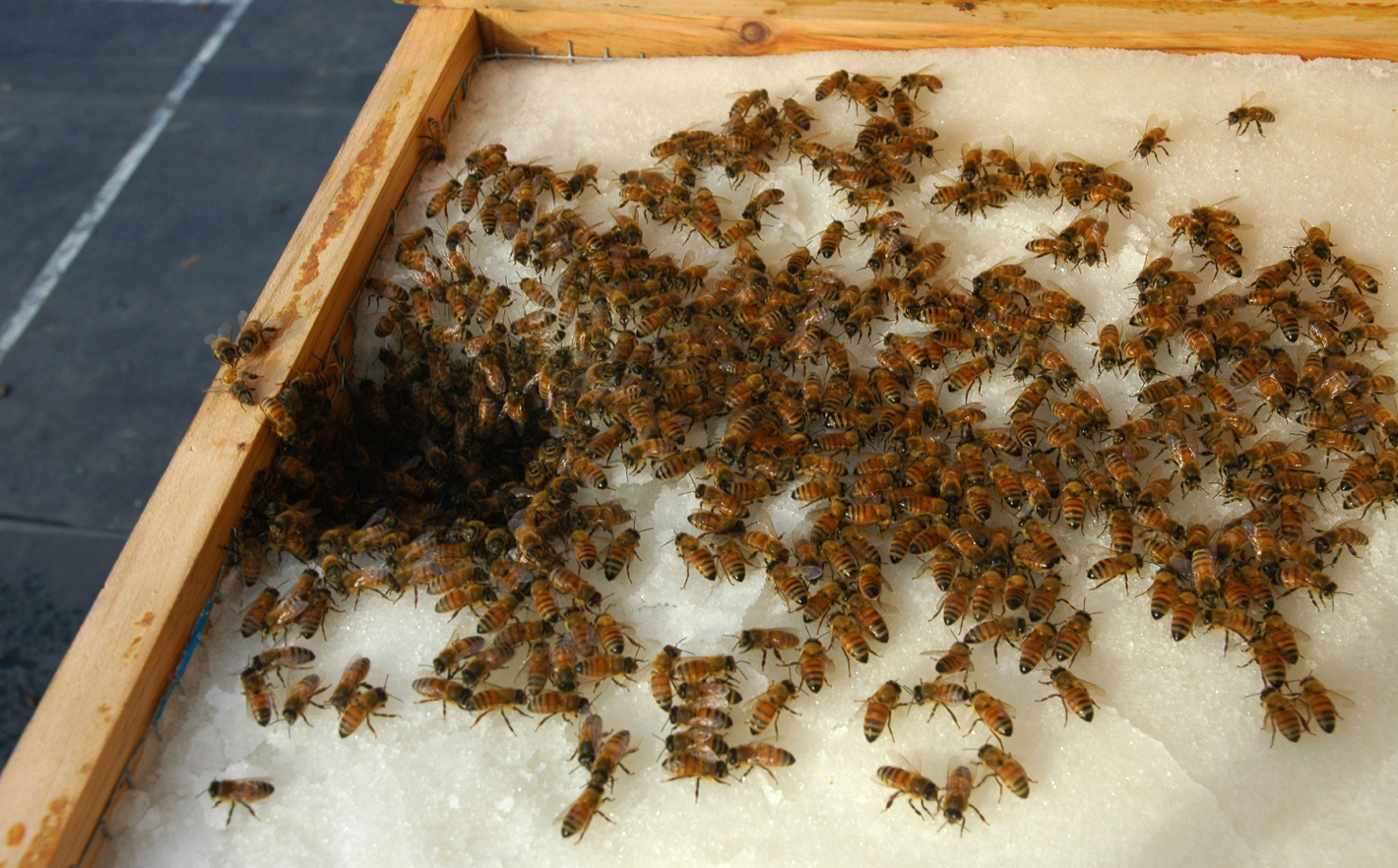 Did you know? Some beekeepers feed their bees sugar, making the honey little better than golden syrup!