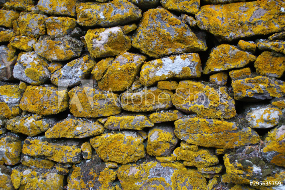 Mur couvert de lichen jaune