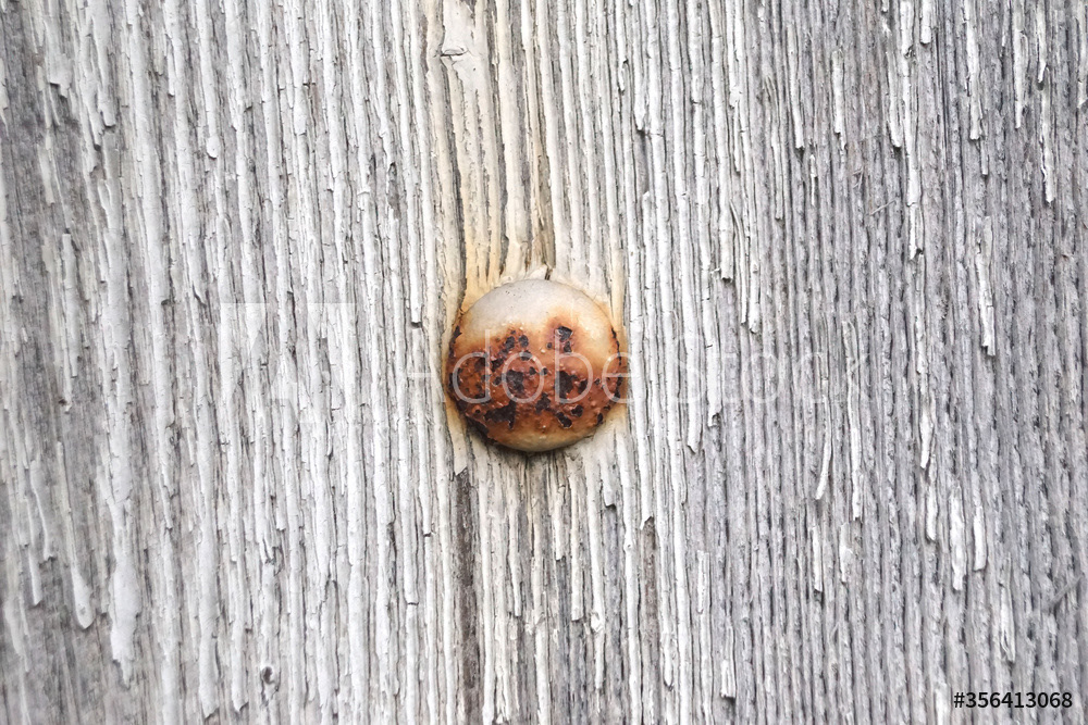 Rouille sur vieille porte en bois