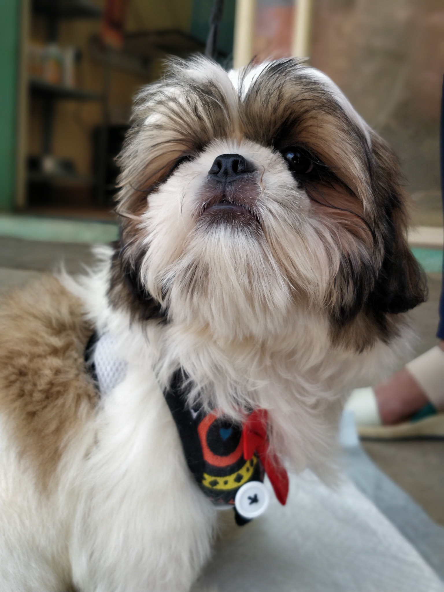 Our in-house therapist, comedian, and chaos coordinator.