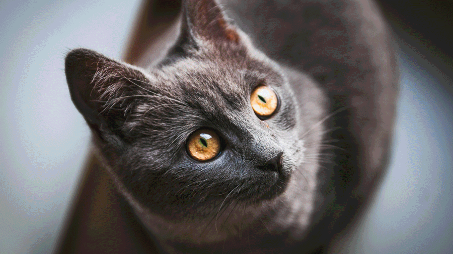 Tierfotografie aus Hildesheim von Verena Stürzebecher, Katzenfotografie, Hundefotografie