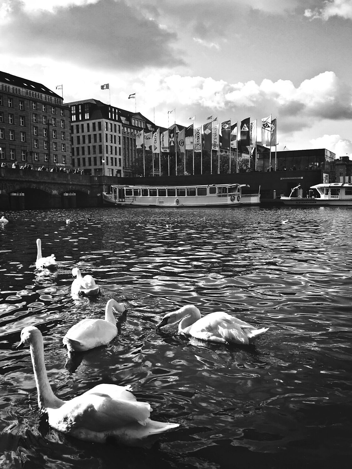 Schwäne in der Alster Hamburg, Schwarz-Weiß, Urban Photography / Urbane Fotografie von Verena Stürzebecher