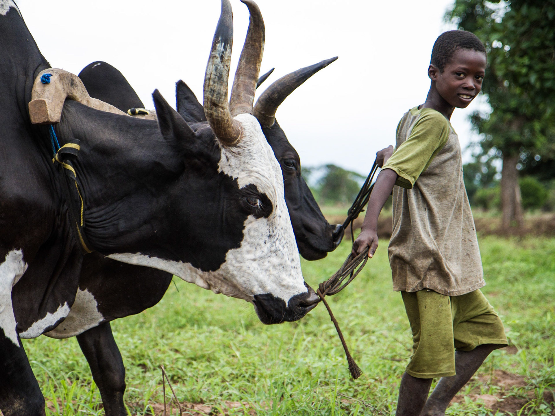 Loulouni, Mali. A boy uses a plow drawn by cattle to prepare their fields for planting maize. Taken July 4, 2012.