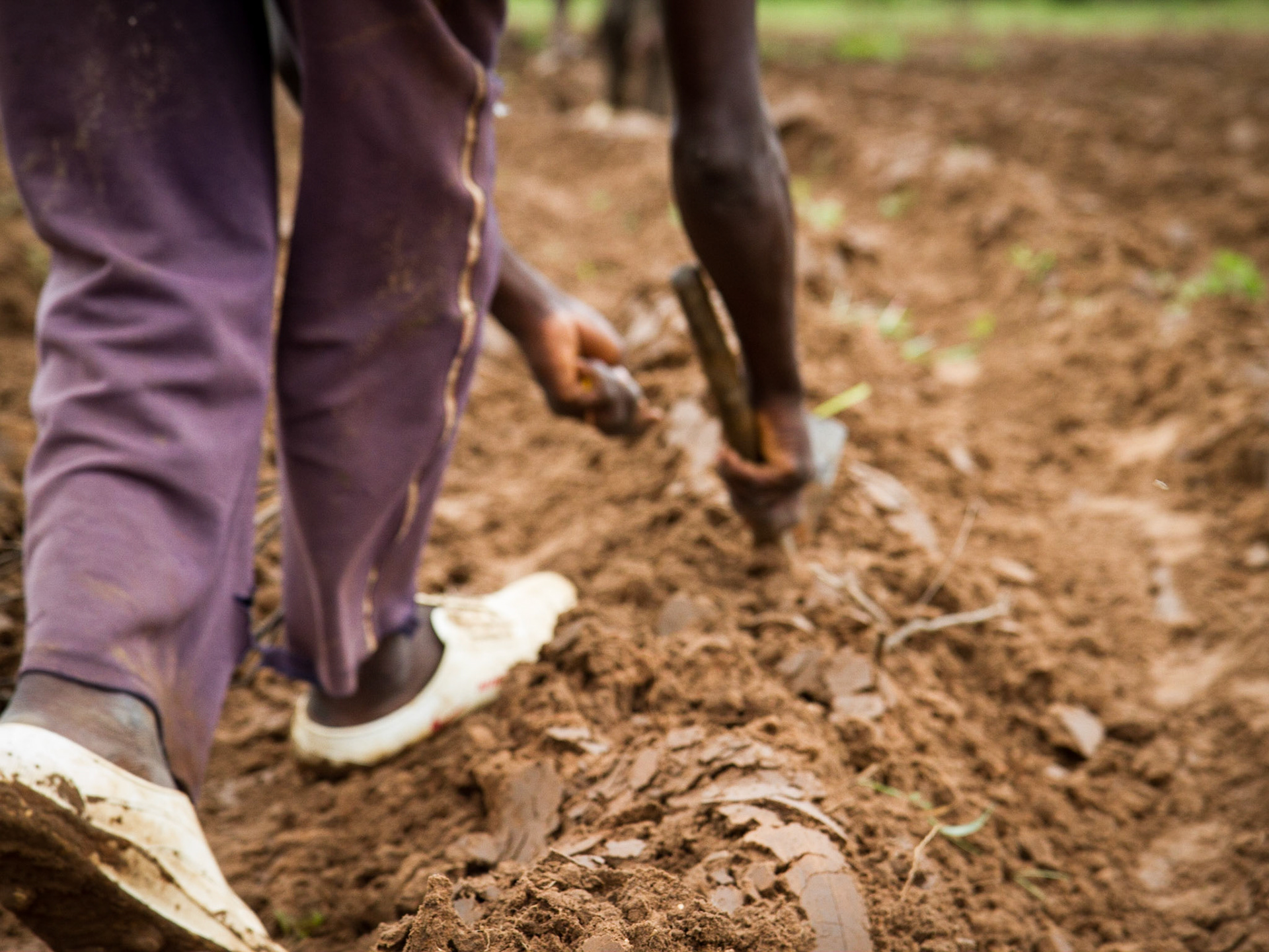Loulouni, Mali. Amidou Diabaté, 32, is a farmer in Loulouni village in Mali. He grows maize in the wet season, and okra and sweet potatoes in the dry. Taken July 4, 2012.