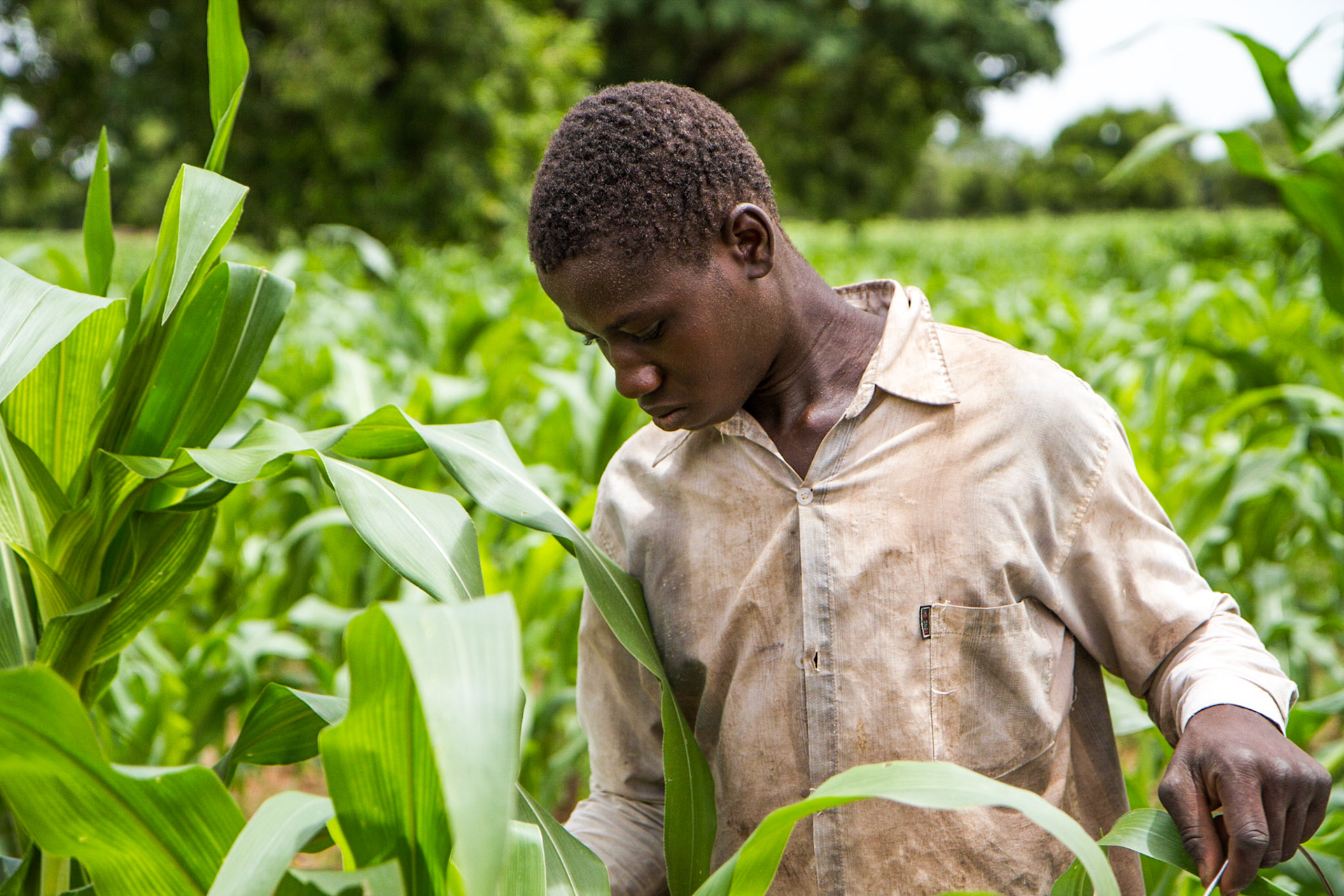Molobala, Mali. A farmer adds fertilizer by hand to his maize crop. Taken July 2, 2012.