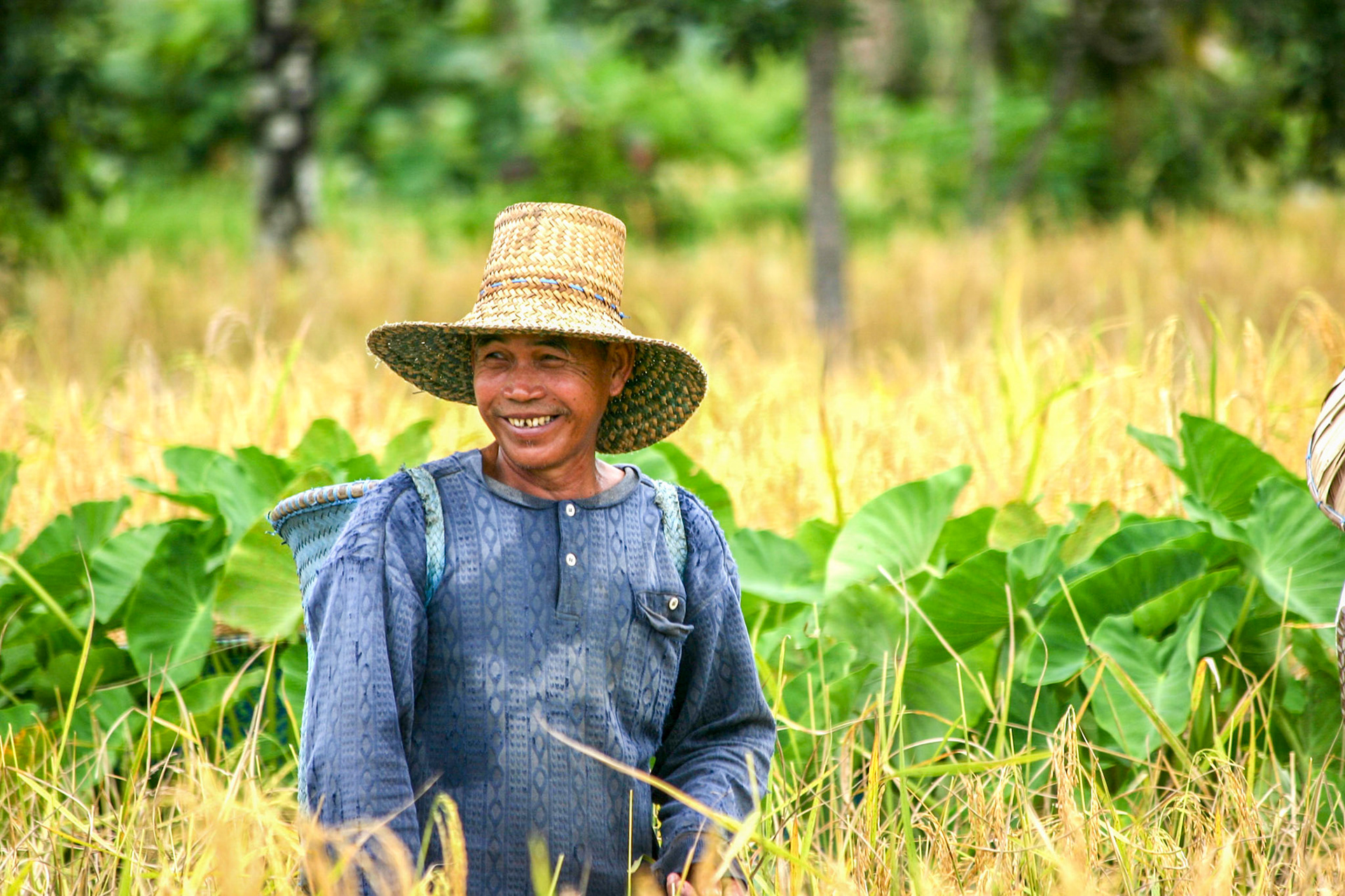 Rice farmer in Central Kalimantan, Indonesia tending to his mature rice crop. Taken September 1, 2008.