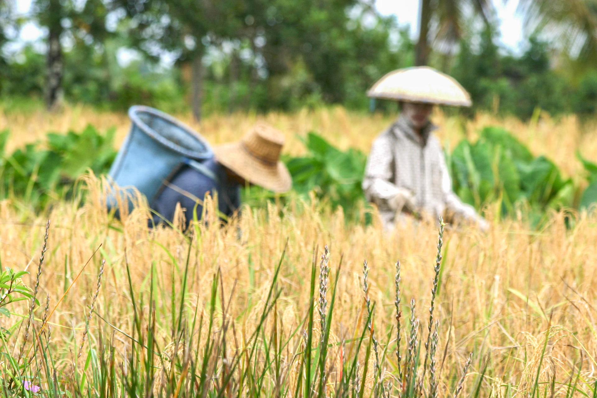 Farmers in Central Kalimantan, Indonesia working in a rice paddy. Taken September 1, 2008.