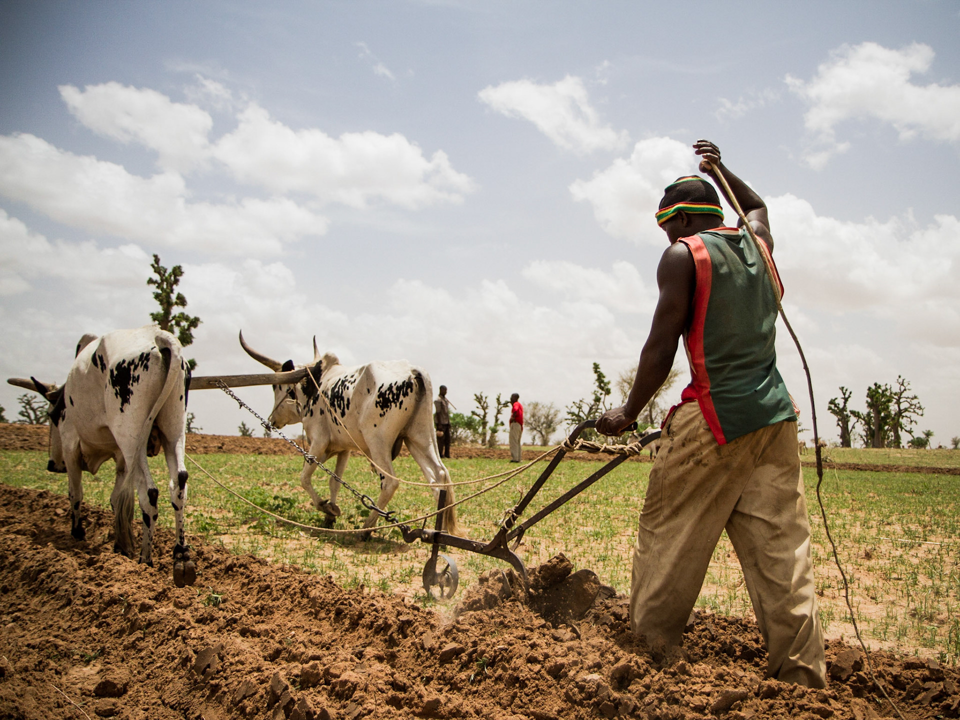 Preparing the soil for sowing maize. Djouna, Mali. Animals are a crucuial part of farming life here. Taken July 1, 2012.
