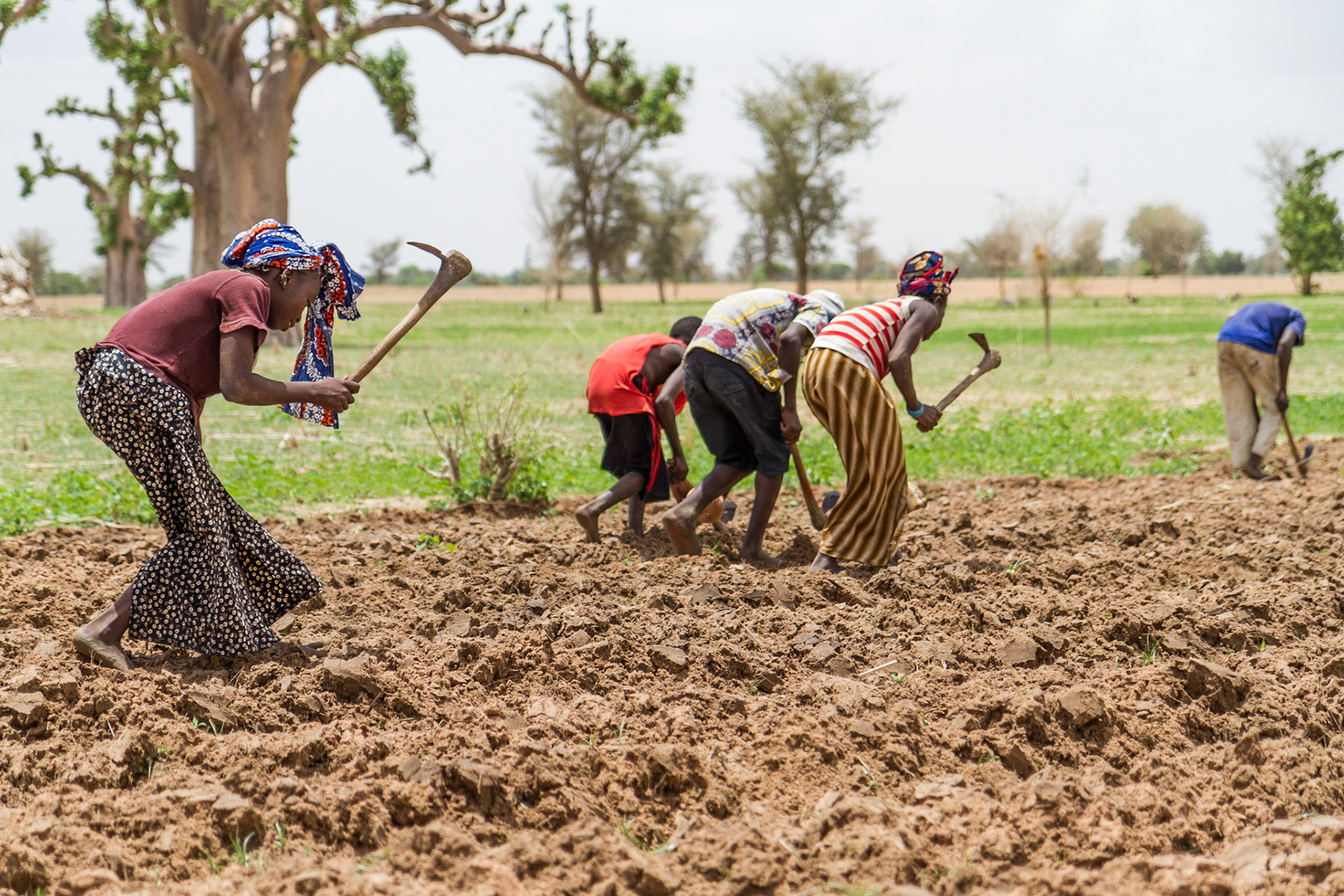 Djouna, Mali. Farmers sow a newly plowed field with maize. Taken July 1, 2012.