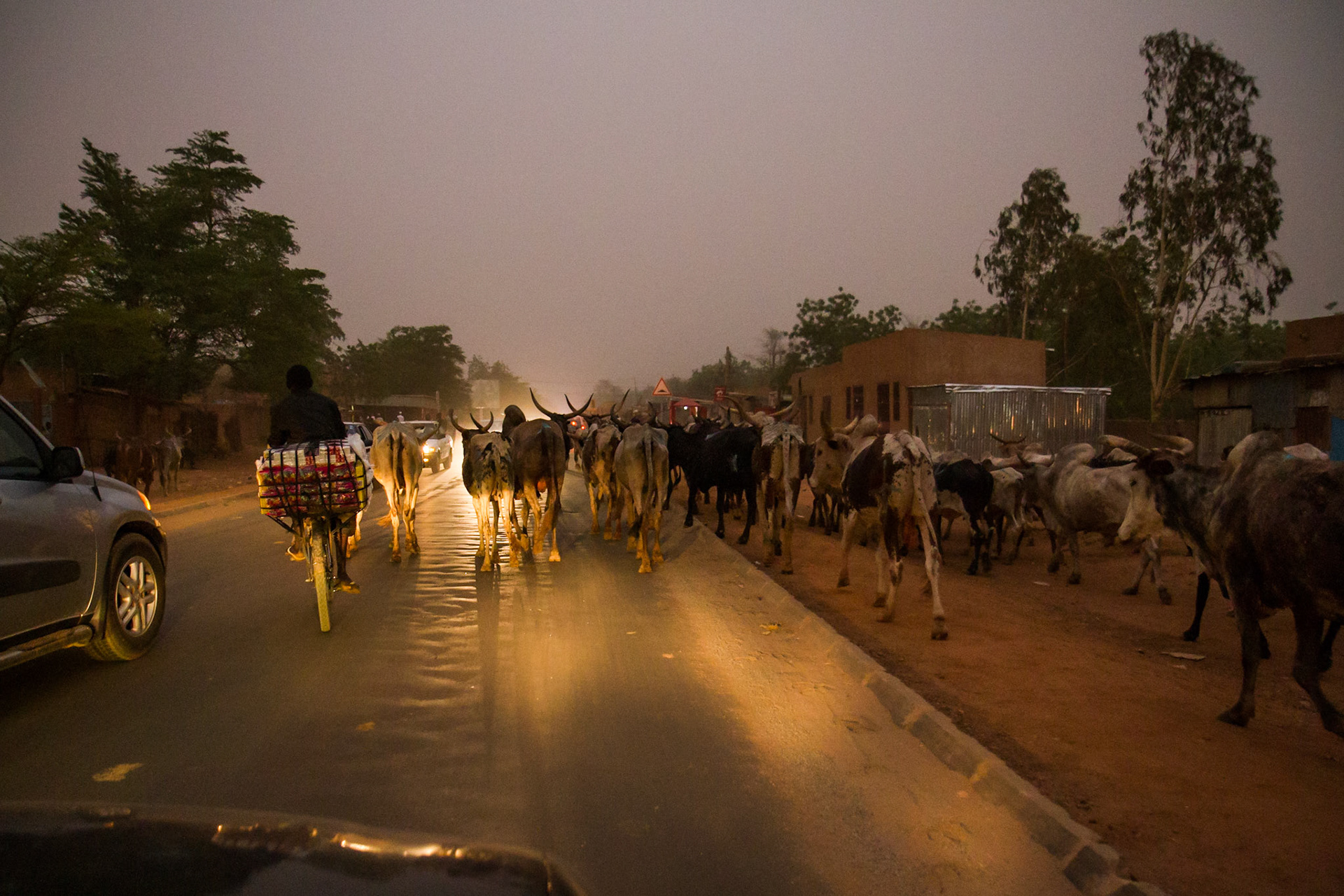 Niamey, Niger. Cars must compete with cattle herders in Niamey. Taken May 13, 2012.