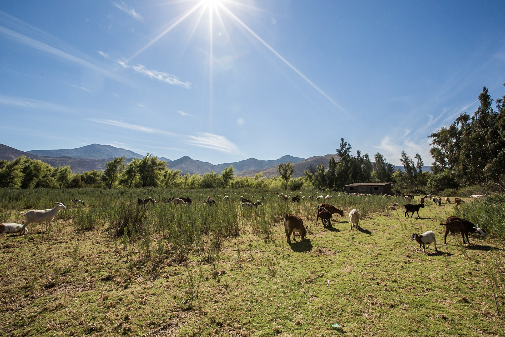 La Serena, Chile. Goat herding is a traditional livelihood in the drylands of Coquimbo, Chile. These goats are pasturing very near the Elqui River. Taken May 1, 2013.