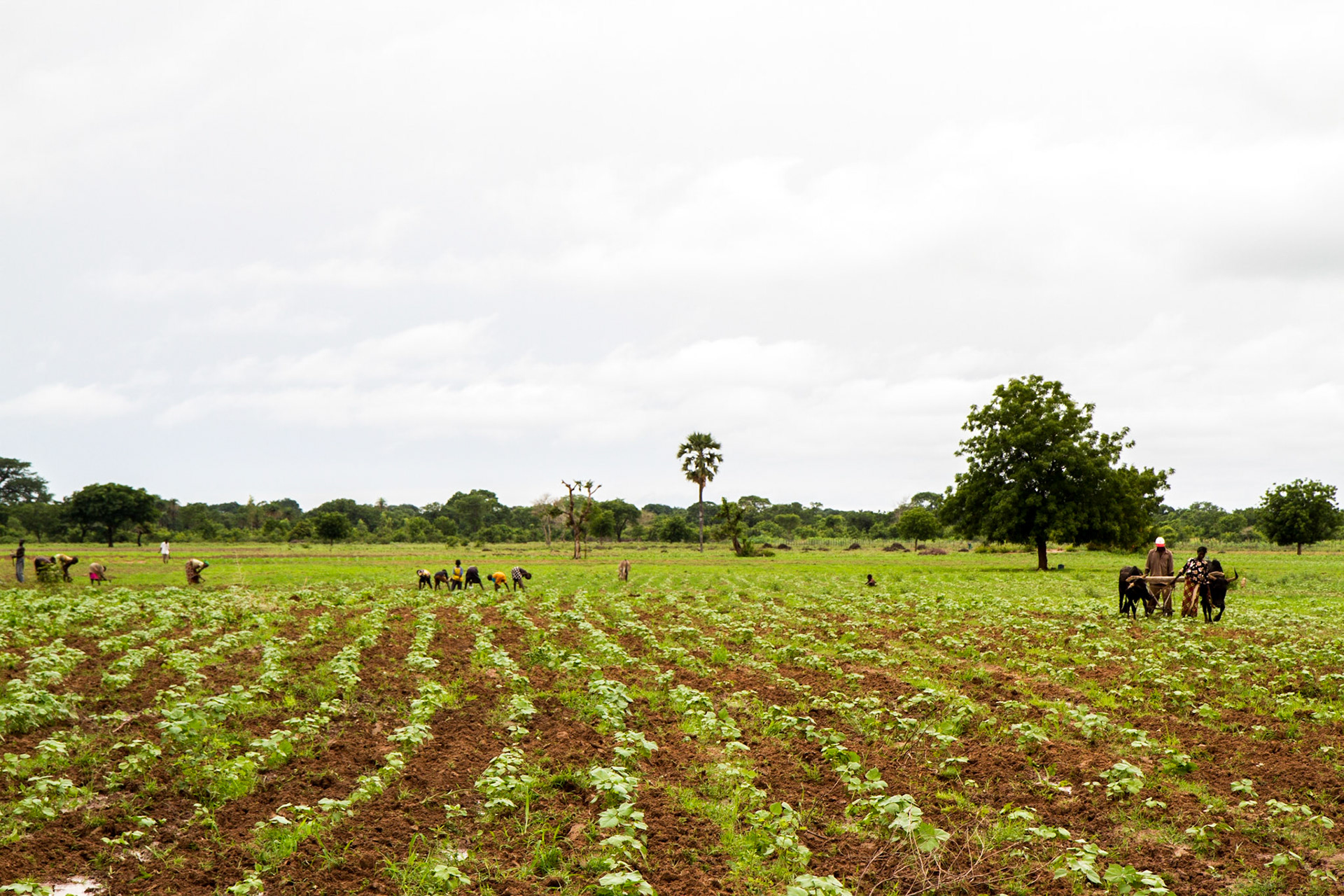 Molobala, Mali. Farmers weed a cotton field. Taken July 2, 2012.