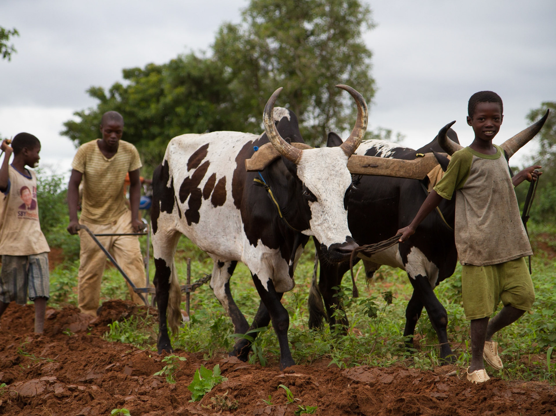 Loulouni, Mali. Boys use plows drawn by cattle to prepare their fields for planting maize. Taken July 4, 2012.
