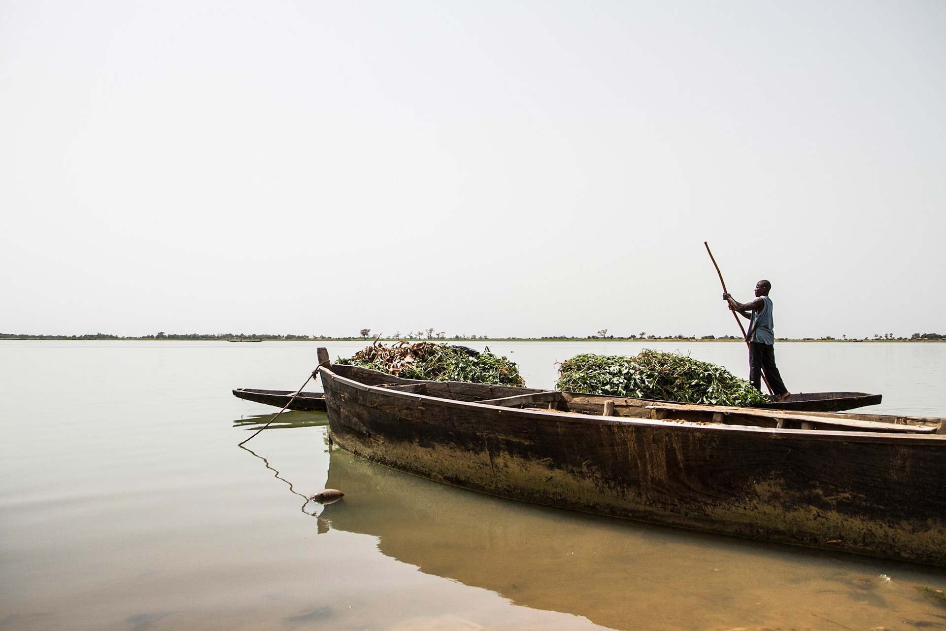 Segou, Mali. A man rows his wooden boat, loaded with harvested plants on the Niger River in Mali. Taken June 30,2012.
