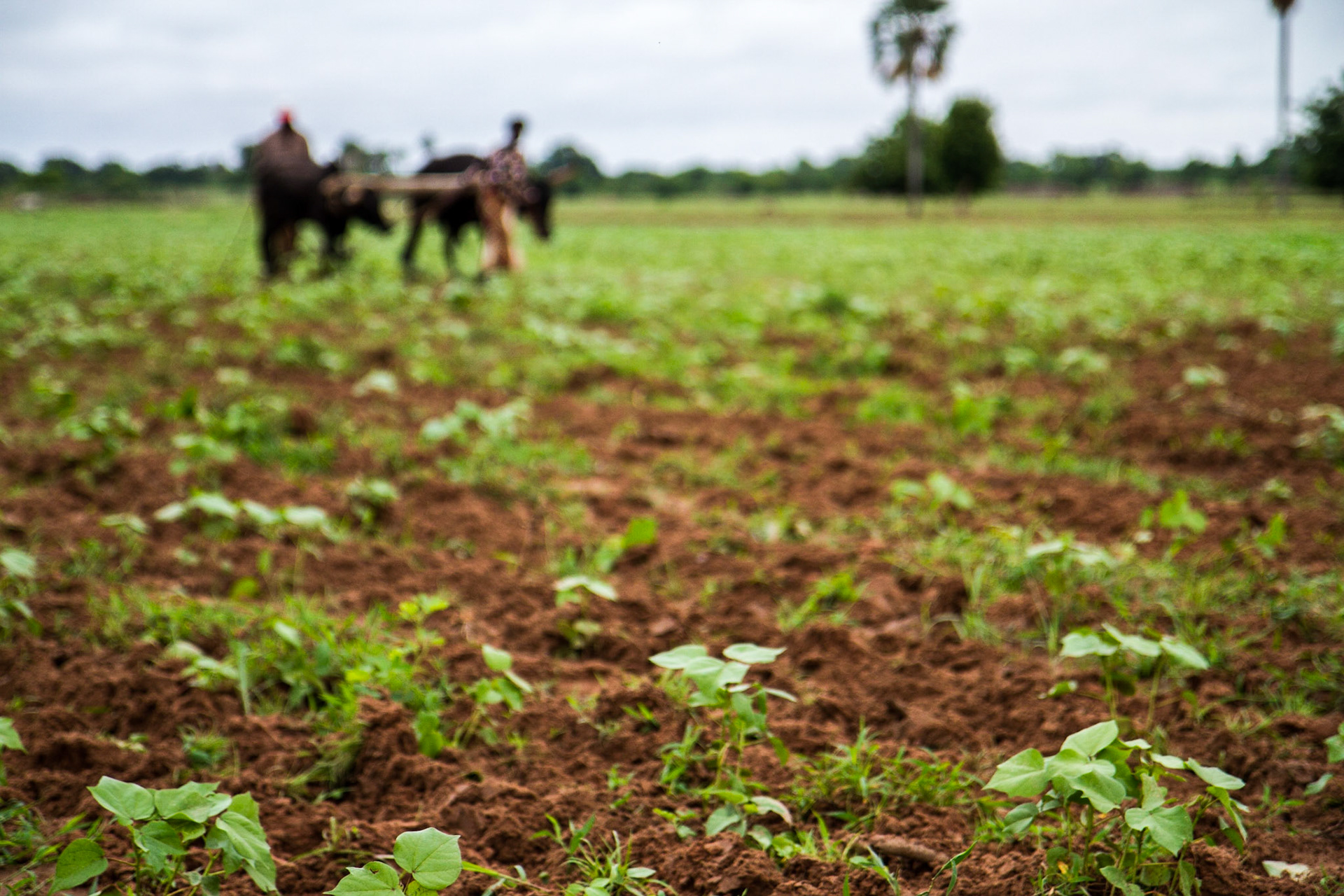 Molobala, Mali.Working in a cotton field. Taken July 2, 2012.