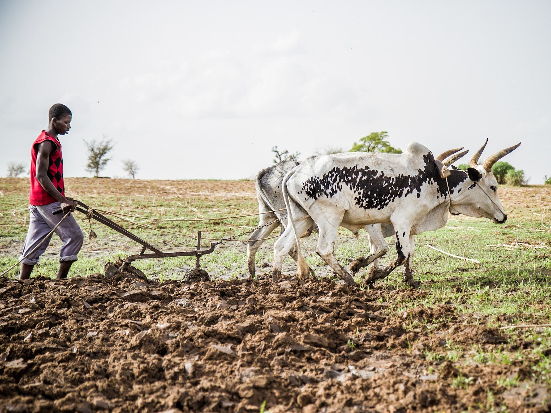 Djouna, Mali. A farmer plows his field for planting maize in the Sahelian village of Djouna in southern Mali. Taken June 30, 2012.