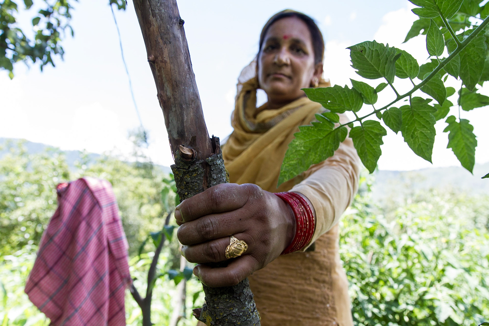 Chong Village, Himachal Pradesh, India.Farmer Sarla Thakur has just finished weeding her tomato garden. Taken August 30, 2012.