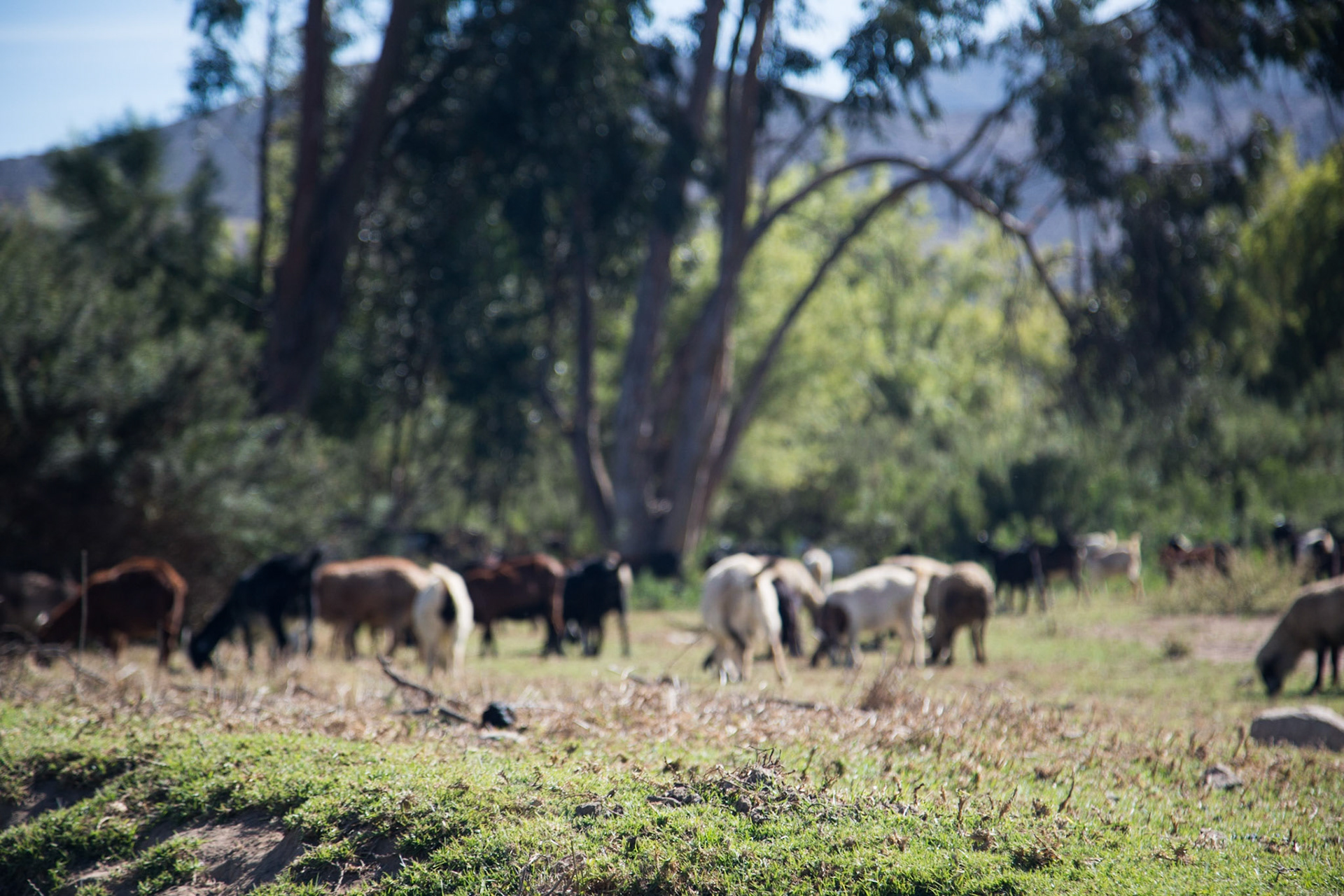 La Serena, Chile. Goat herding is a traditional livelihood in the drylands of Coquimbo, Chile. These goats are pasturing very near the Elqui River. Taken May 1, 2013.