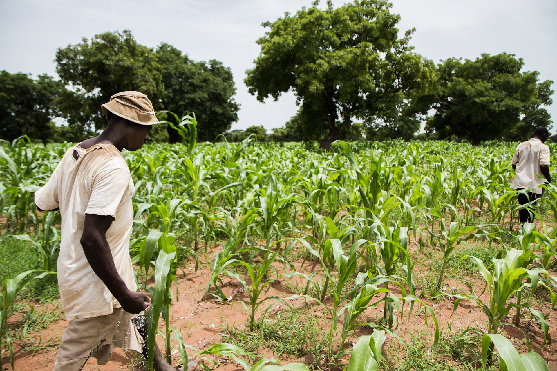 Molobala, Mali. Two farmers add fertilizer by hand to their maize crop. Taken July 2, 2012.