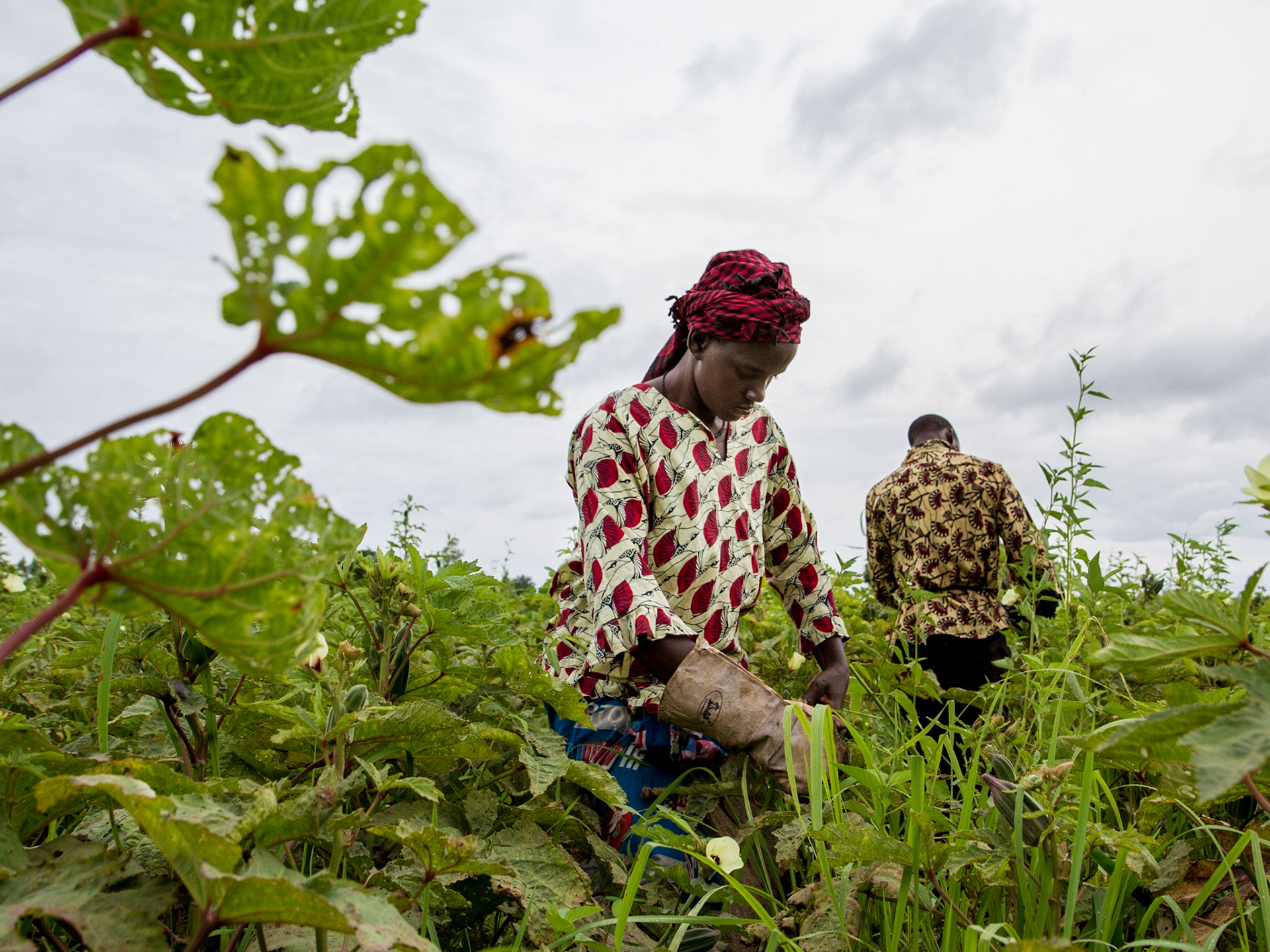 Loulouni, Mali. Farmers harvest okra from their field. Taken July 4, 2012.