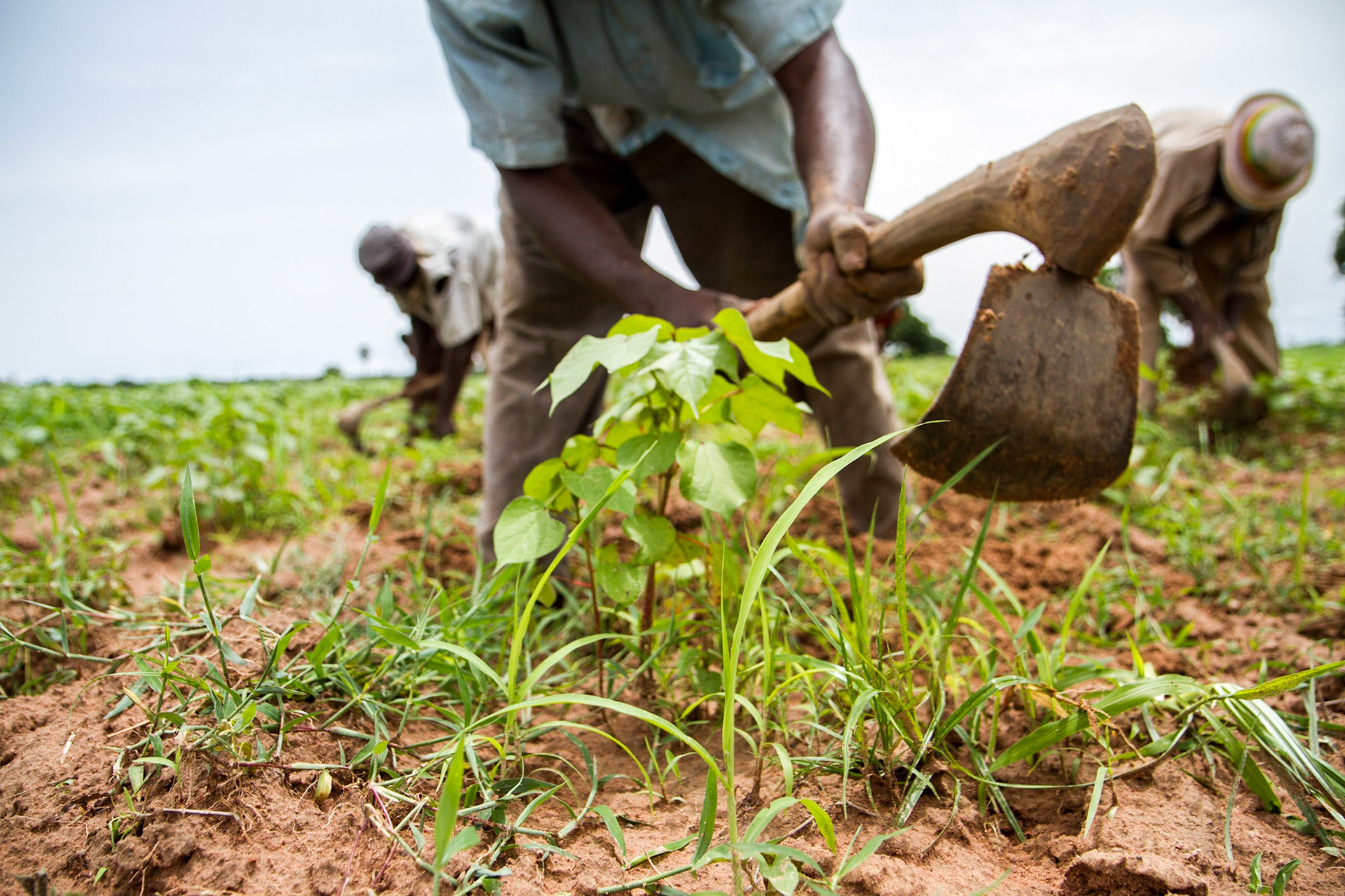 Molobala, Mali. Farmers weed a cotton field. Taken July 2, 2012.