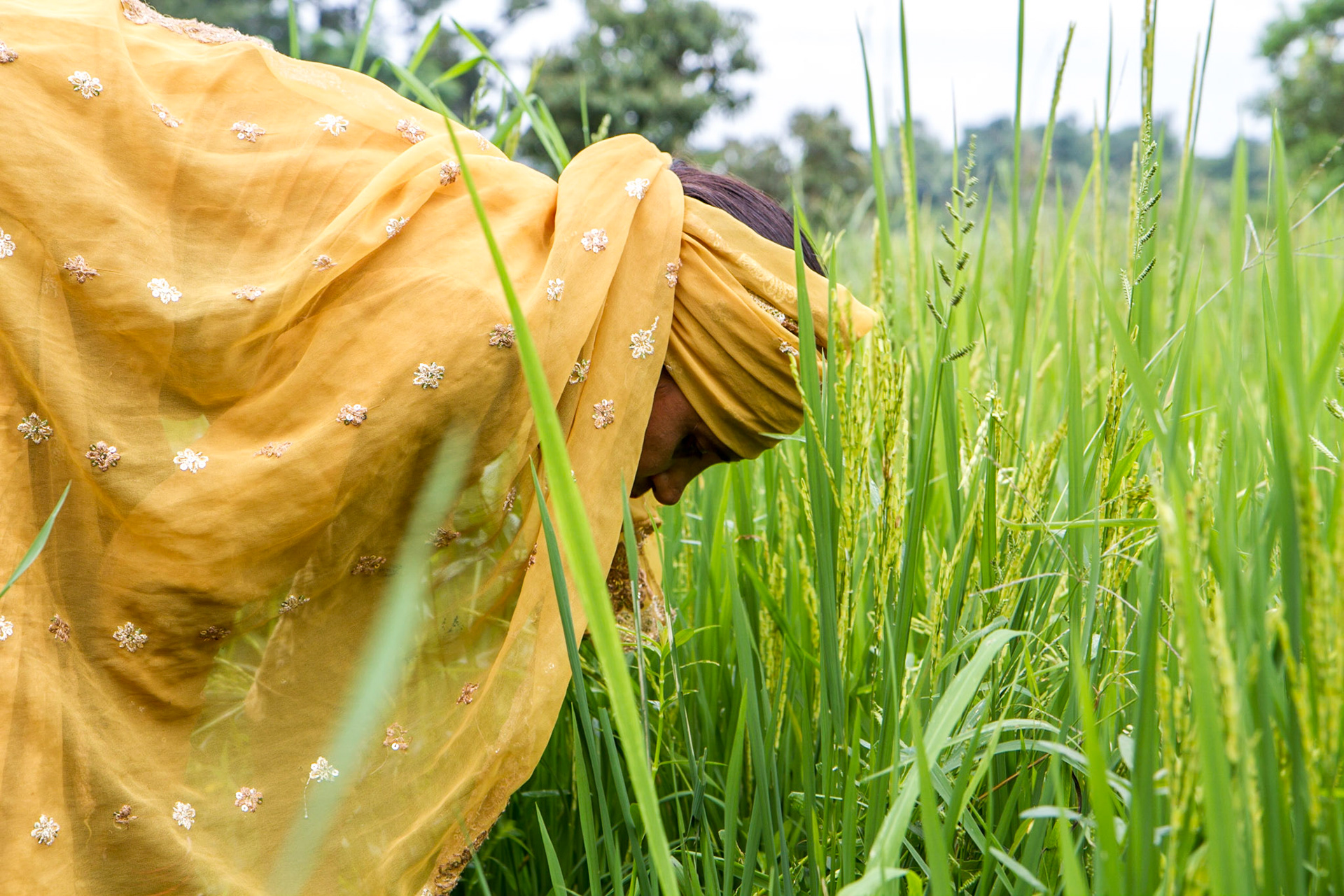 Amtrar Village, Himachal Pradesh, India. Manorama Devi, 42, works in her rice paddy field. Taken August 29, 2012.