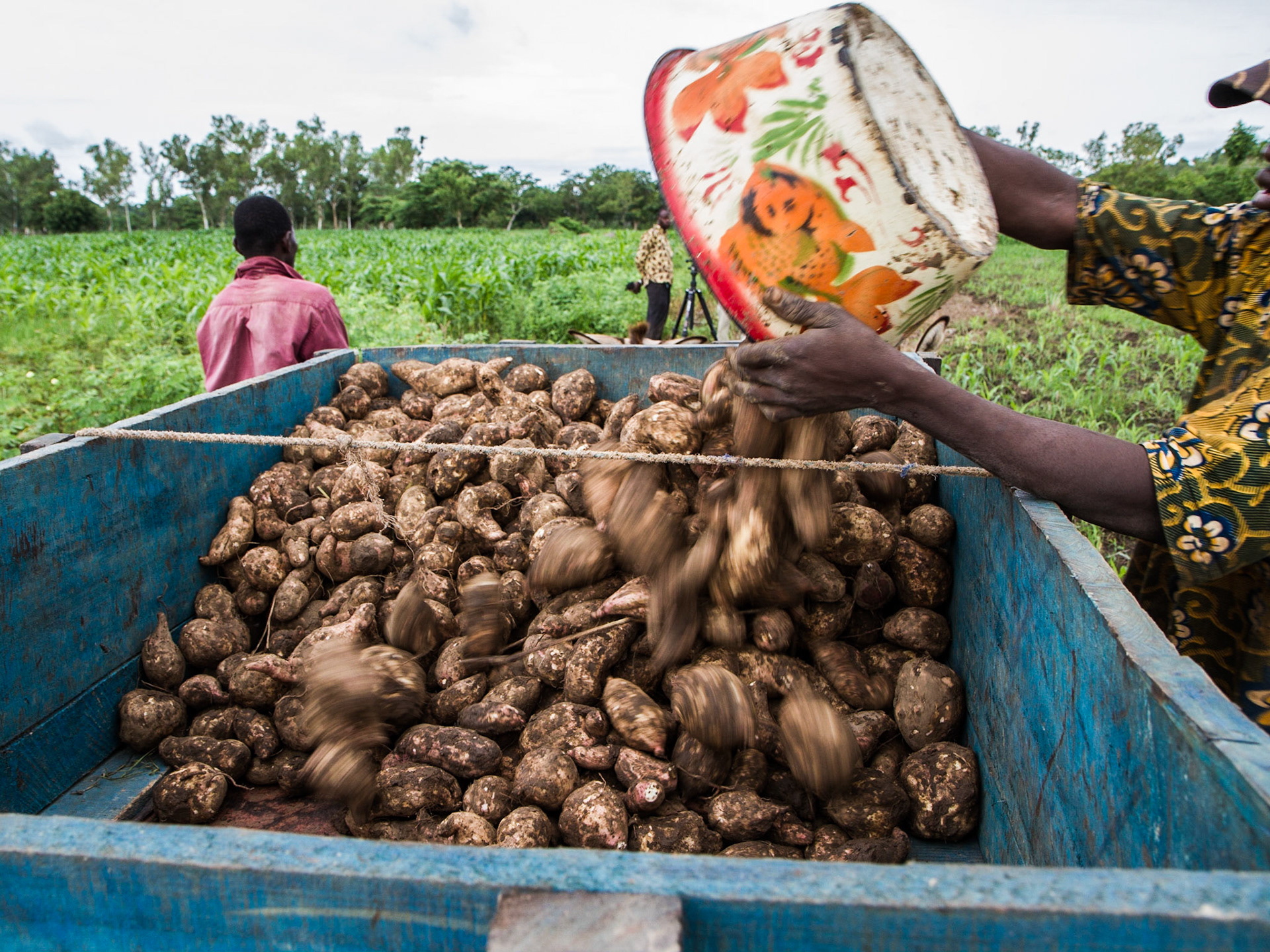 Loulouni, Mali. Farmers load potatoes onto a donkey cart to sell at market. Taken July 4, 2012.