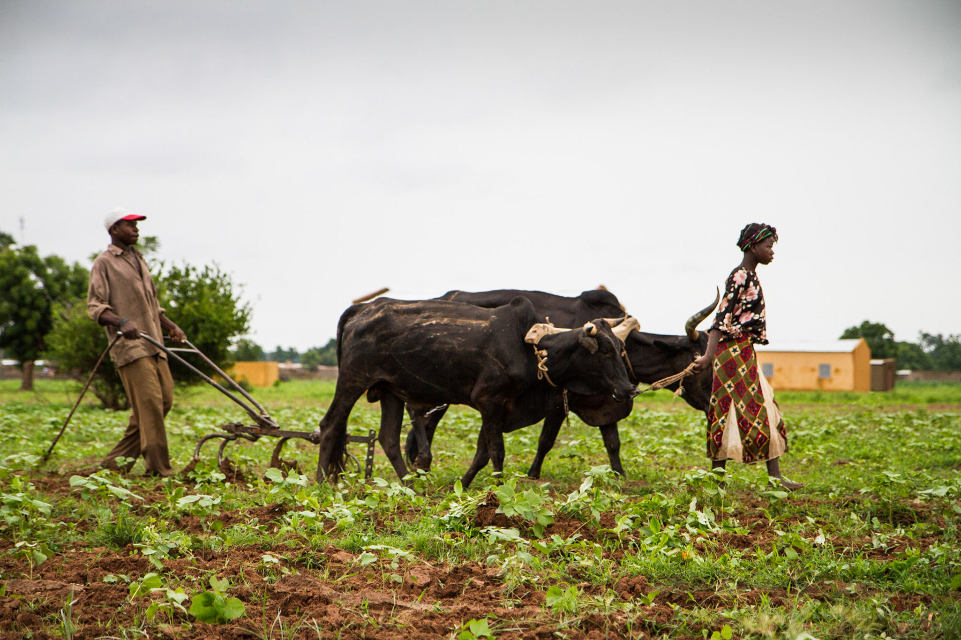 Molobala, Mali. Two farmers guide a plow drawn by cattle in a cotton field. Taken July 2, 2012.