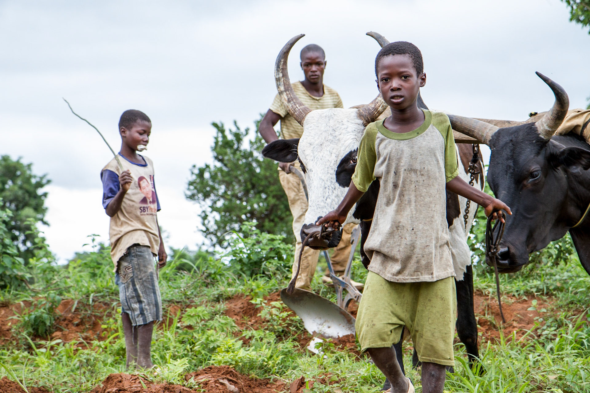 Loulouni, Mali. Boys plow a field before planting maize. Taken July 4, 2012.