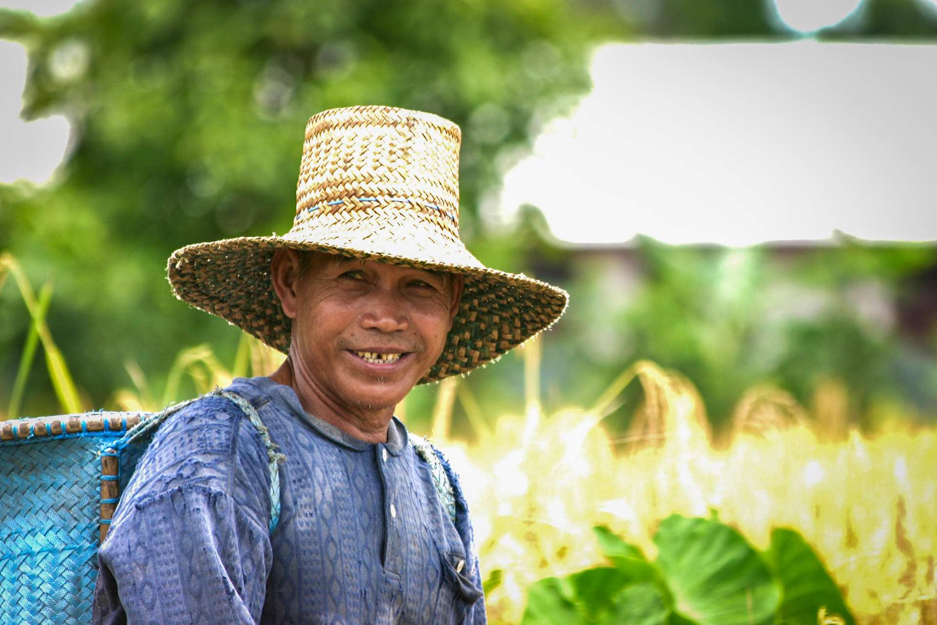 Rice farmer in Central Kalimantan, Indonesia tending to his mature rice crop. Taken September 1, 2008.