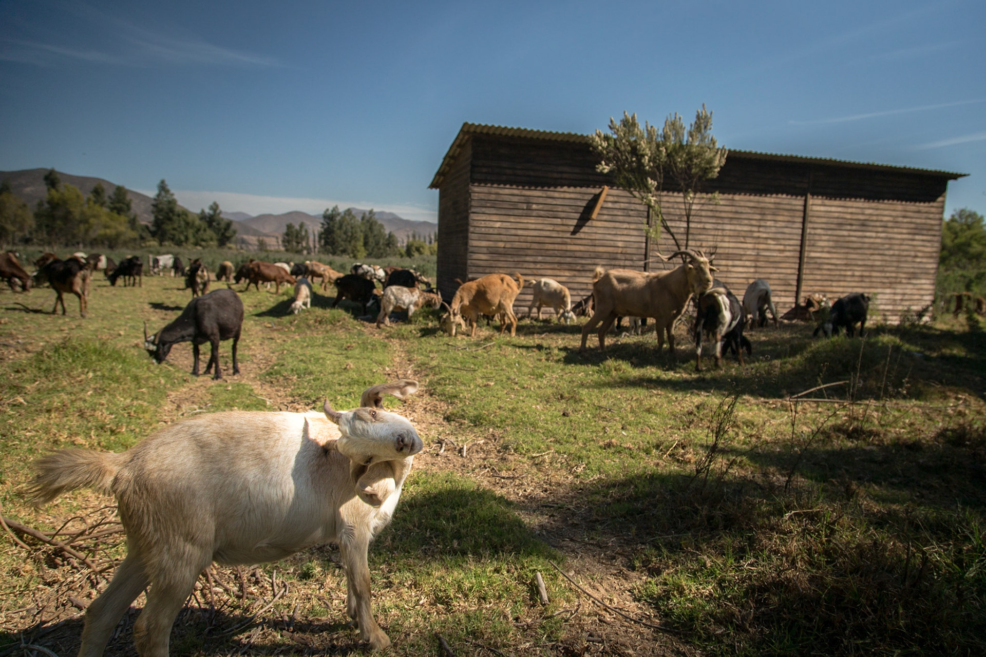 La Serena, Chile. Goat herding is a traditional livelihood in the drylands of Coquimbo, Chile. These goats are pasturing very near the Elqui River. Taken May 1, 2013.