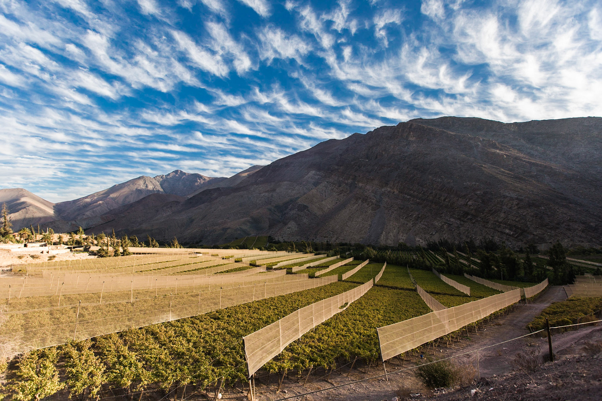 The Elqui River valley in Coquimbo Chile is agriculturally very productive, but only in areas that receive irrigation, such as these vineyards. Taken May 1, 2013.